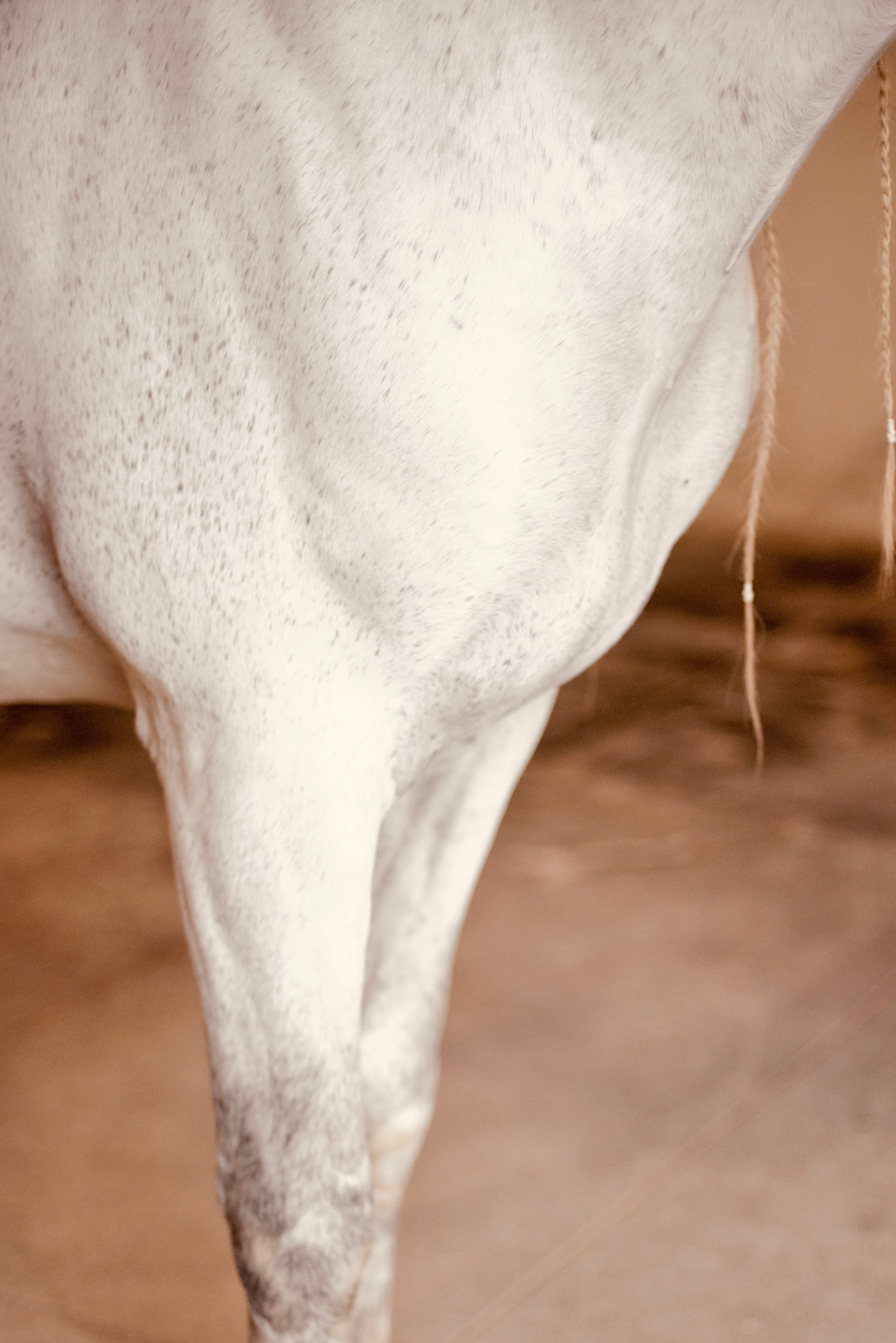 Ganador de Cris, cheval de Jeanne Foy