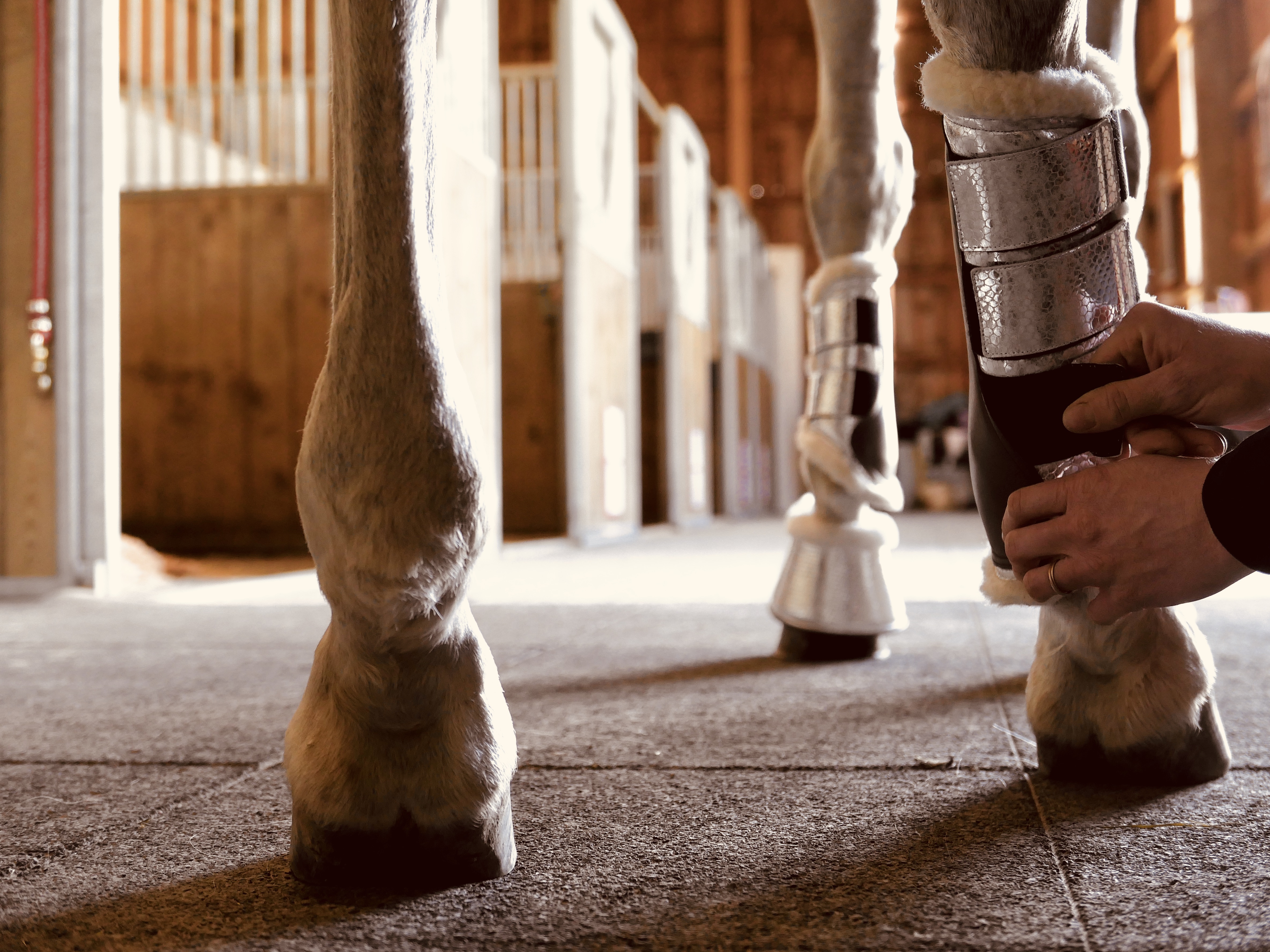 Détail des jambes d'un cheval dans les écuries